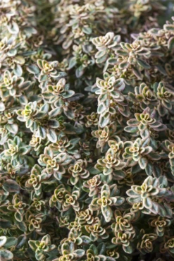 Gold-Thymian „Aureus“ -Wurzel Lust Verkaufsgeschäft GS508861 800x800