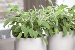 Wurzel Lust Verkaufsgeschäft -Wurzel Lust Verkaufsgeschäft GS512334 800x800