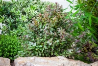 Kleine Blutberberitze „Atropurpurea Nana“ 22 Kleine Blutberberitze „Atropurpurea Nana“ – Bild 20