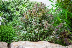 Kleine Blutberberitze „Atropurpurea Nana“ 31 Kleine Blutberberitze „Atropurpurea Nana“ -Wurzel Lust Verkaufsgeschäft GS524570 800x800