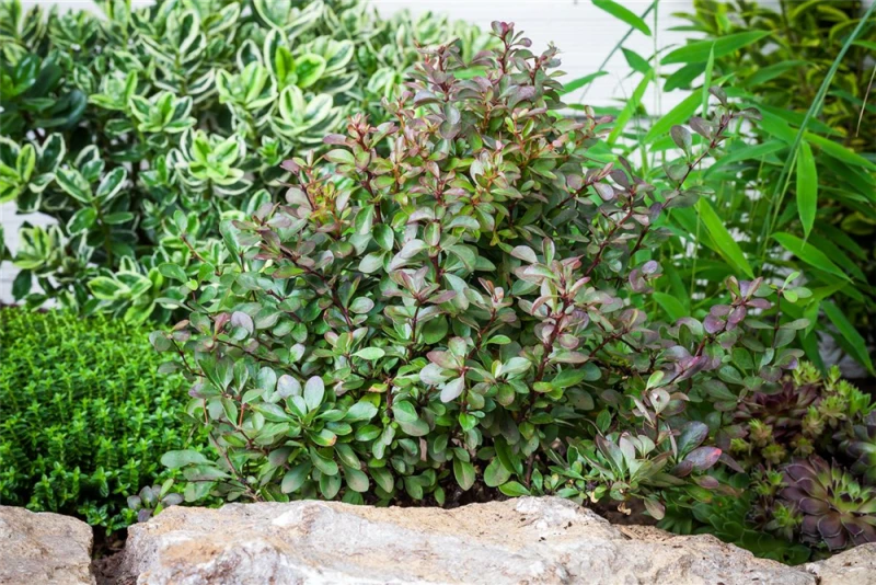 Kleine Blutberberitze „Atropurpurea Nana“ 12 Kleine Blutberberitze „Atropurpurea Nana“ – Bild 10