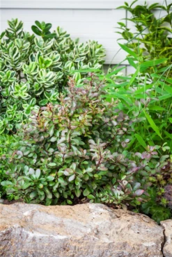 Kleine Blutberberitze „Atropurpurea Nana“ 29 Kleine Blutberberitze „Atropurpurea Nana“ -Wurzel Lust Verkaufsgeschäft GS524571 800x800