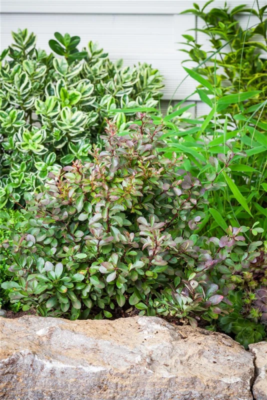 Kleine Blutberberitze „Atropurpurea Nana“ 10 Kleine Blutberberitze „Atropurpurea Nana“ – Bild 8