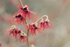 Zaubernuss „Diane“ -Wurzel Lust Verkaufsgeschäft GS526352 800x800