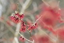 Zaubernuss „Diane“ -Wurzel Lust Verkaufsgeschäft GS526353 800x800