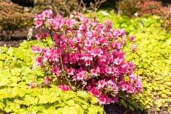 Japanische Azalee „Madame Albert Van Hecke“ -Wurzel Lust Verkaufsgeschäft GS529635 800x800