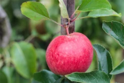 Apfel „Roter Berlepsch“