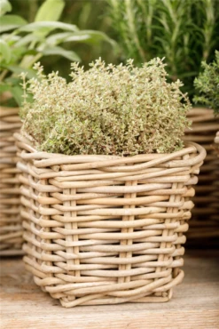 Gold-Thymian „Aureus“ -Wurzel Lust Verkaufsgeschäft GS531439 800x800