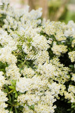 Schattenglöckchen „Debutante“ -Wurzel Lust Verkaufsgeschäft GS531818 800x800