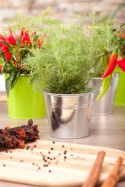 Coca-Cola-Strauch -Wurzel Lust Verkaufsgeschäft GS535398 800x800