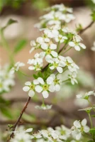 Spierstrauch 13 Spierstrauch – Bild 12