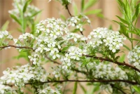 Spierstrauch 14 Spierstrauch – Bild 13