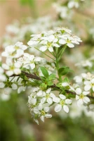 Spierstrauch 15 Spierstrauch – Bild 14