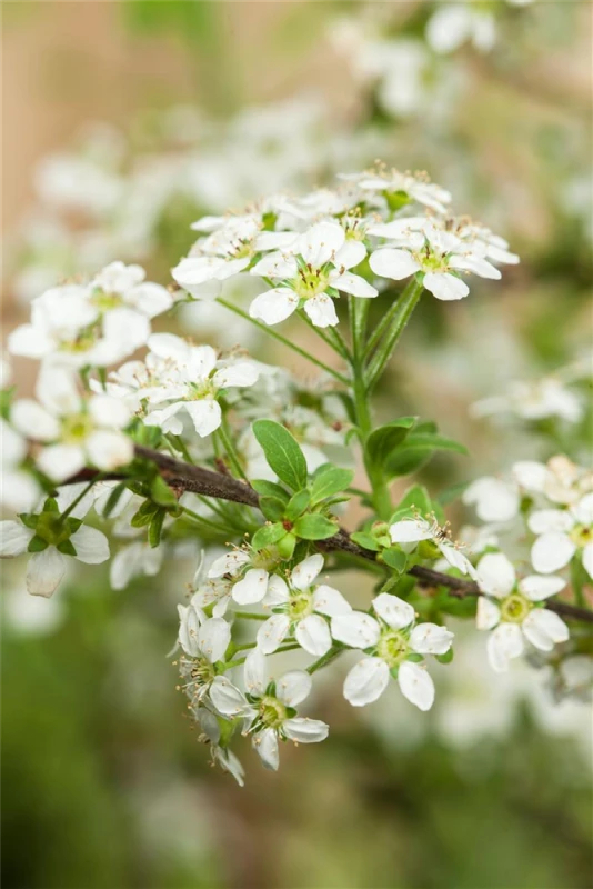 Spierstrauch 6 Spierstrauch – Bild 5