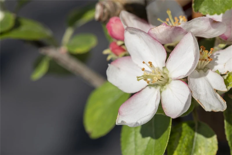 Winterapfel „Goldparmäne“ 4 Winterapfel „Goldparmäne“ – Bild 2
