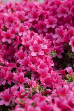 Japanische Azalee „Drapa®“