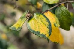 Osterschneeball -Wurzel Lust Verkaufsgeschäft GS595760 800x800
