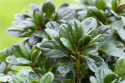 Japanische Azalee „Canzonetta“ -Wurzel Lust Verkaufsgeschäft GS596171 800x800