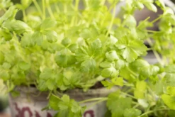 Glatte Petersilie -Wurzel Lust Verkaufsgeschäft GS603712 800x800