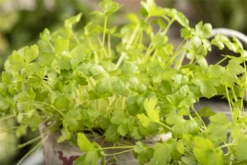 Glatte Petersilie -Wurzel Lust Verkaufsgeschäft GS603713 800x800