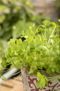 Glatte Petersilie -Wurzel Lust Verkaufsgeschäft GS603714 800x800