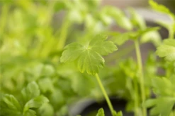 Glatte Petersilie -Wurzel Lust Verkaufsgeschäft GS603715 800x800