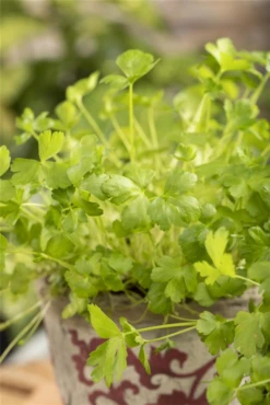 Glatte Petersilie -Wurzel Lust Verkaufsgeschäft GS603716 800x800