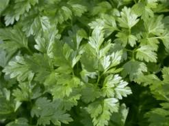 Glatte Petersilie -Wurzel Lust Verkaufsgeschäft GS614581 800x800