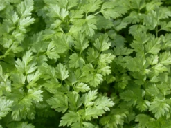 Glatte Petersilie -Wurzel Lust Verkaufsgeschäft GS614582 800x800