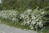 Spierstrauch 19 Spierstrauch – Bild 18