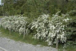 Spierstrauch 27 Spierstrauch -Wurzel Lust Verkaufsgeschäft GS614773 800x800