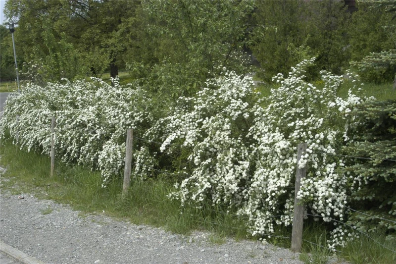 Spierstrauch 10 Spierstrauch – Bild 9