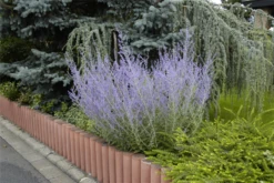 Blauraute -Wurzel Lust Verkaufsgeschäft GS619896 800x800