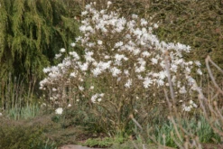 Sternmagnolie „Royal Star“ -Wurzel Lust Verkaufsgeschäft GS620154 800x800