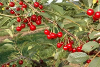 Sauerkirsche „Saphir(s)“ 10 Sauerkirsche „Saphir(s)“ – Bild 8