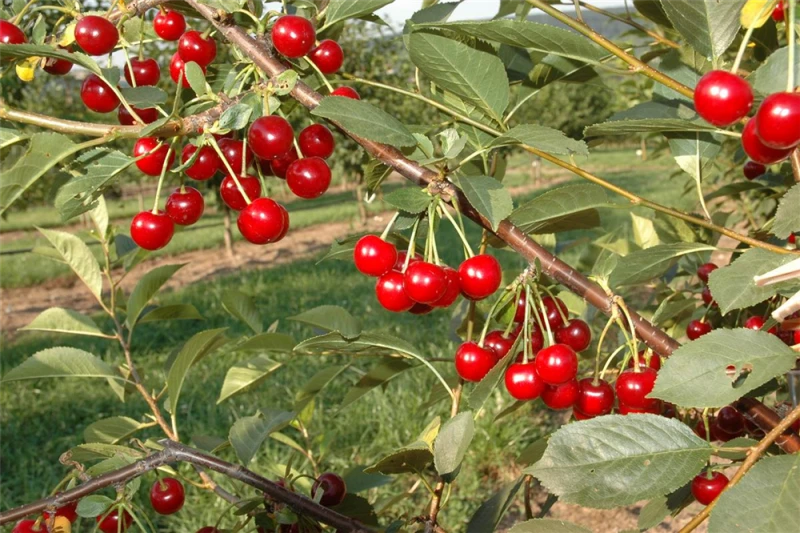 Sauerkirsche „Saphir(s)“ 6 Sauerkirsche „Saphir(s)“ – Bild 4