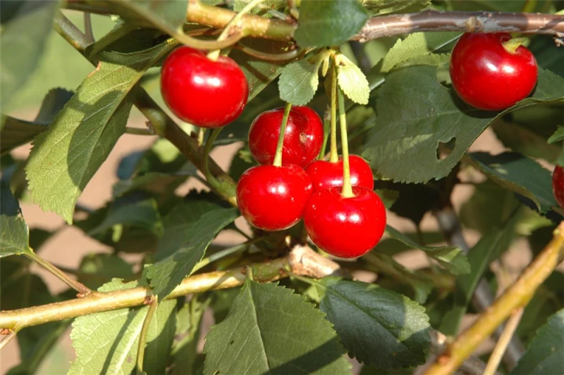 Sauerkirsche „Saphir(s)“ 4 Sauerkirsche „Saphir(s)“ – Bild 2