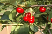 Sauerkirsche „Saphir(s)“ 9 Sauerkirsche „Saphir(s)“ – Bild 7