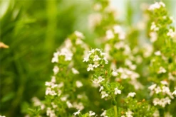 Berg-Bohnenkraut -Wurzel Lust Verkaufsgeschäft GS626110 800x800