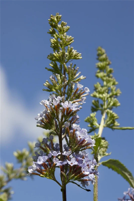 Schmetterlingsflieder BUZZ™ „Sky Blue®“ 4 Schmetterlingsflieder BUZZ™ „Sky Blue®“ – Bild 2