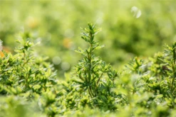 Fingerstrauch „Bella Sol®“ -Wurzel Lust Verkaufsgeschäft GS637186 800x800