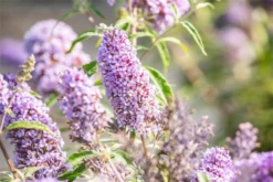 Schmetterlingsflieder BUZZ™ „Sky Blue®“ 16 Schmetterlingsflieder BUZZ™ „Sky Blue®“ -Wurzel Lust Verkaufsgeschäft GS637210 800x800