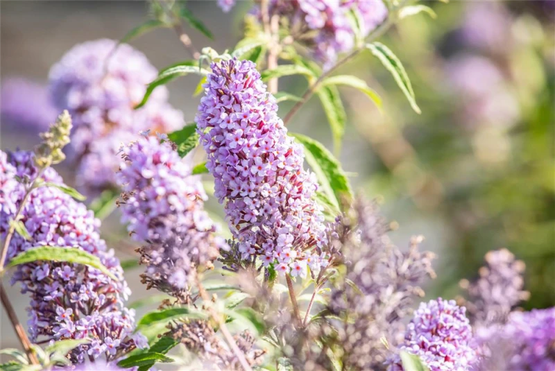 Schmetterlingsflieder BUZZ™ „Sky Blue®“ 7 Schmetterlingsflieder BUZZ™ „Sky Blue®“ – Bild 5