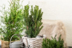 Eibe „Hillii“ -Wurzel Lust Verkaufsgeschäft GS641470 800x800