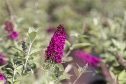 Schmetterlingsflieder „Red Chip®“ -Wurzel Lust Verkaufsgeschäft GS643145 800x800