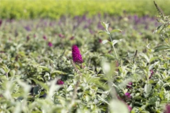 Schmetterlingsflieder „Red Chip®“ -Wurzel Lust Verkaufsgeschäft GS643146 800x800