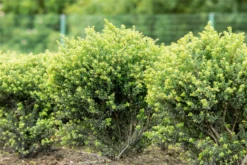 Berg-Ilex „Glorie Dwarf“ -Wurzel Lust Verkaufsgeschäft GS643624 800x800