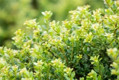 Berg-Ilex „Glorie Dwarf“ -Wurzel Lust Verkaufsgeschäft GS643628 800x800