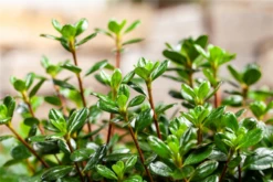 Japanische Azalee „Anouk“