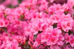 Japanische Azalee „Madame Albert Van Hecke“ -Wurzel Lust Verkaufsgeschäft GS660208 800x800